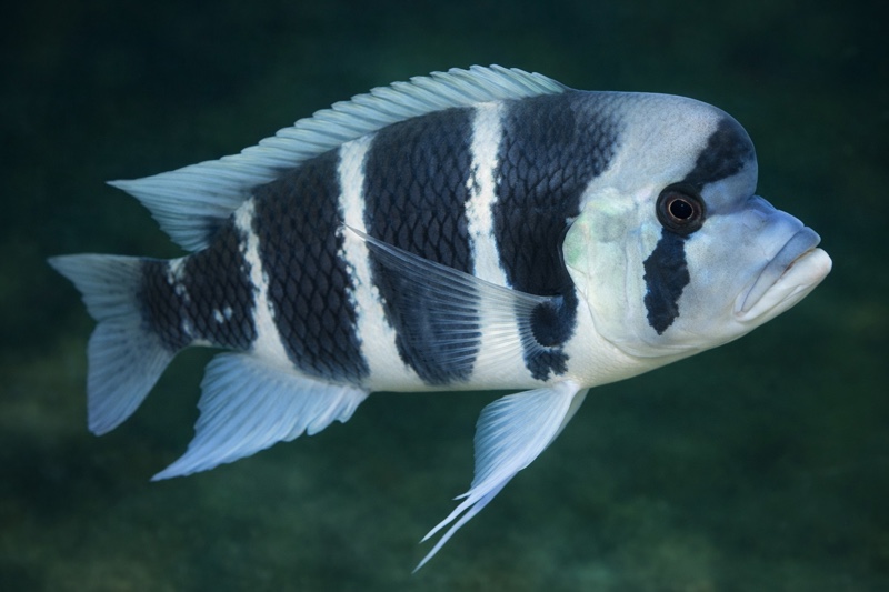 Cyphotilapia frontosa 'Bulu Point'